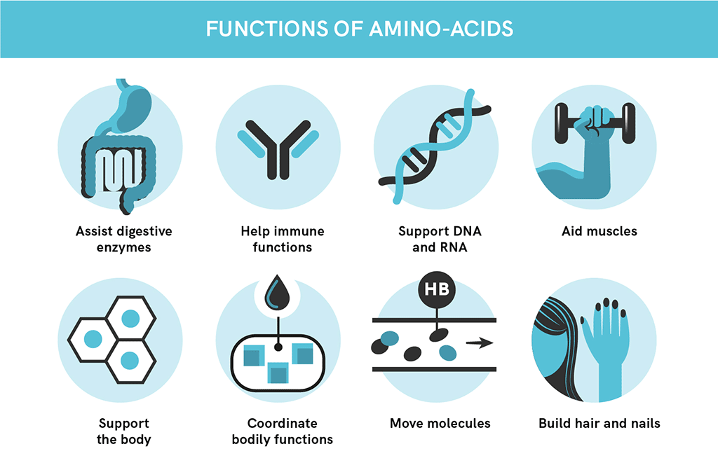 How Does Protein Affect Your Health?